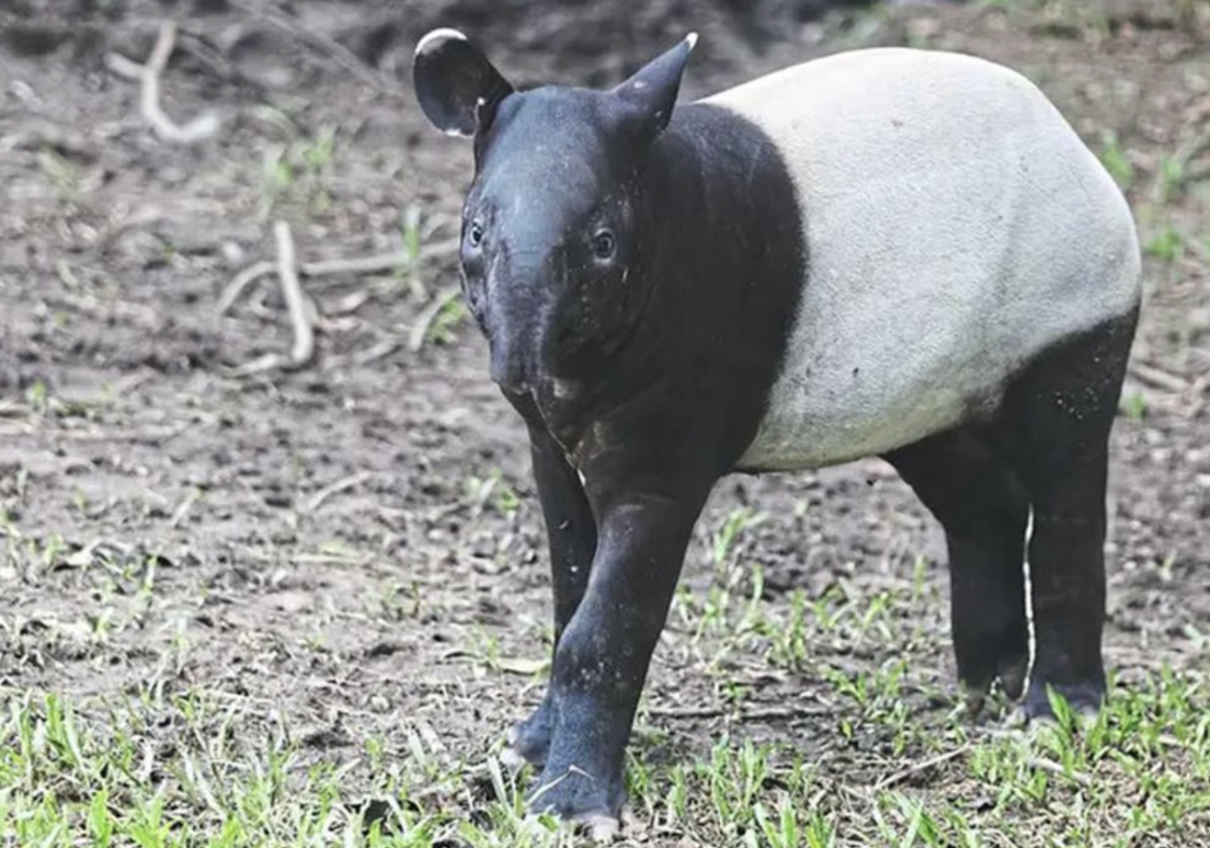 Malaysia Wildlife protection - tapir